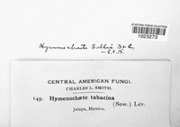 Hydnoporia tabacina image